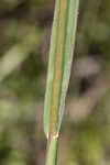 Florida paspalum